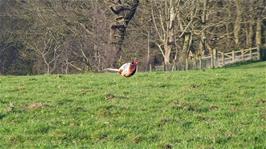 A pheasant in the fields near Caerhays Barton, Saint Michael Caerhayes, 26.7 miles into the ride